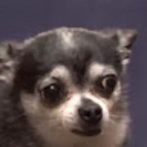 Meet your Posher, Mr